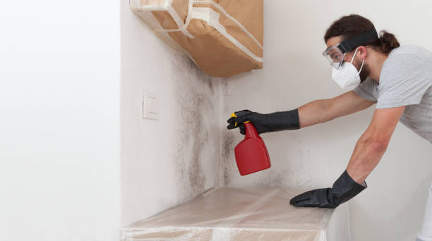 Professional Basement Mold Remediation technician working in Minnetonka, MN